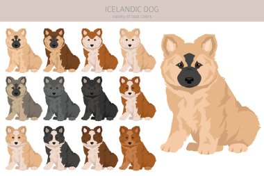 İzlanda köpek yavrusu klipsi. Farklı pozlar, farklı renkler. Vektör illüstrasyonu