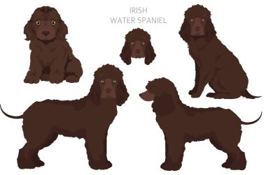 İrlandalı su spanyeli Clipart. Farklı pozlar, farklı renkler. Vektör illüstrasyonu