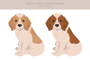 Kısa saçlı Istrian av köpeği yavrusu. Farklı pozlar, farklı renkler. Vektör illüstrasyonu