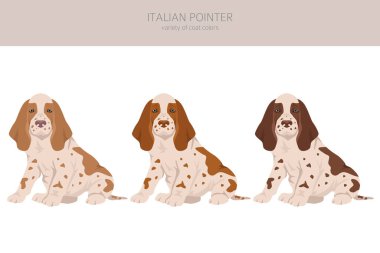 İtalyan işaretçi köpek yavrusu klipsi. Farklı pozlar, farklı renkler. Vektör illüstrasyonu