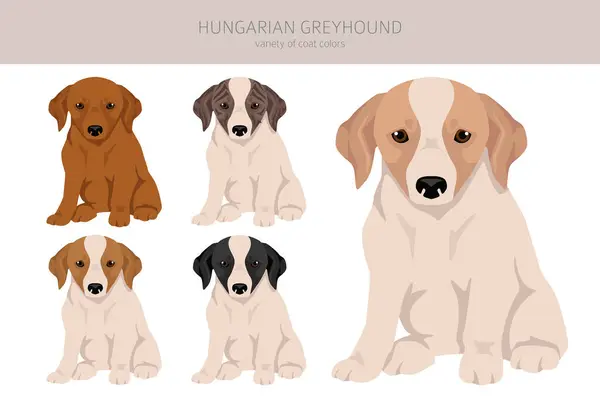 Hungarian Greyhound Puppy Clipart Different Poses Coat Colors Set Vector — Stock Vector