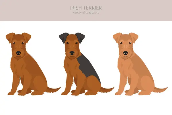 Irish Terrier Puppy Clipart Different Poses Coat Colors Set Vector — Stock Vector