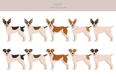 Feist dog clipart. Different coat colors set.  Vector illustration clipart