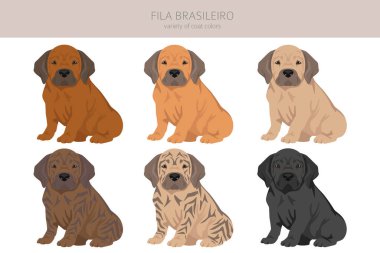 Fila Brasileiro köpek yavrusu klipsi. Farklı pozlar, farklı renkler. Vektör illüstrasyonu