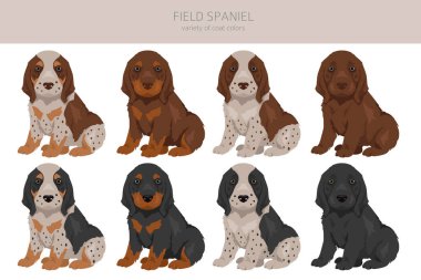 Tarla spanyeli köpek yavrusu. Farklı pozlar, farklı renkler. Vektör illüstrasyonu