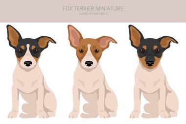 Fox Terrier minyatür köpek yavrusu klipsi. Farklı ceket renkleri. Vektör illüstrasyonu