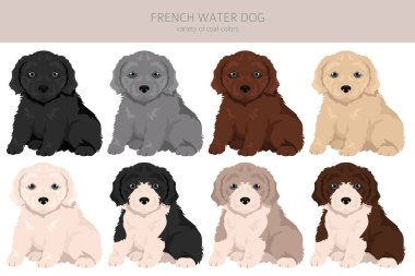 Fransız su köpeği klipsi. Farklı pozlar, farklı renkler. Vektör illüstrasyonu