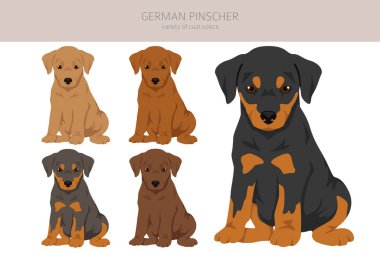 Alman pinscher kuçu kuçu kuçu. Farklı pozlar, farklı renkler. Vektör illüstrasyonu