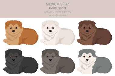 Alman spitz, orta tükürük köpek yavrusu klipsi. Farklı pozlar, farklı renkler. Vektör illüstrasyonu