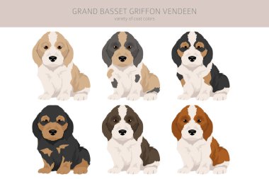 Büyük Basset Griffon Vendeen köpek yavrusu kırpması. Farklı pozlar, farklı renkler. Vektör illüstrasyonu
