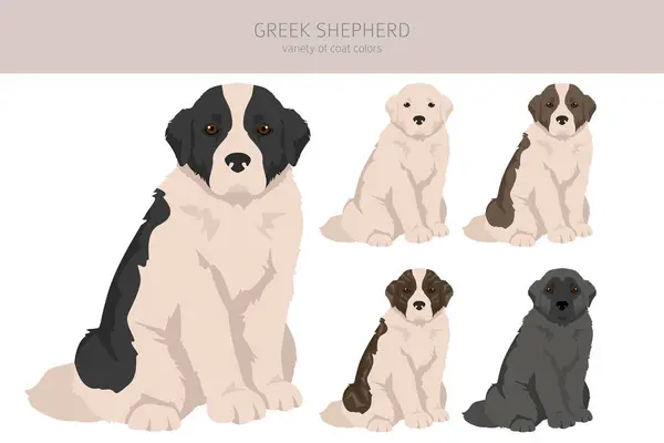 Greek Shepherd Clipart Different Coat Colors Set Vector Illustration — Vettoriale Stock