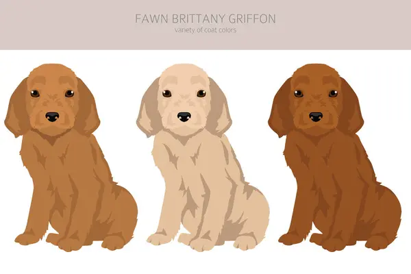 Fawn Brittany Griffon Clipart Cachorro Conjunto Cores Casaco Diferentes Ilustração Ilustrações De Stock Royalty-Free