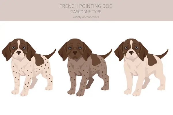 Francés Apuntando Perro Tipo Gascogne Cachorro Clipart Distintas Poses Colores Ilustración de stock