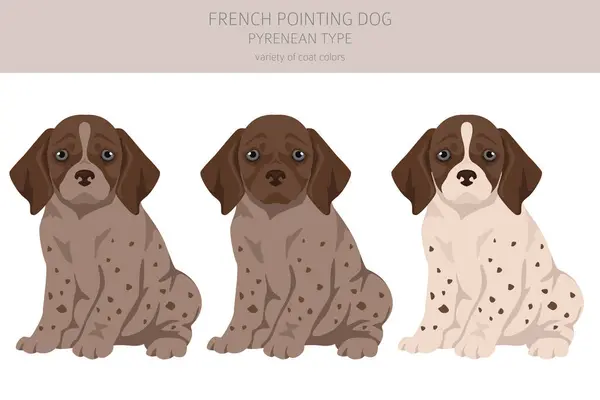 Cão Apontador Francês Clipart Cachorro Tipo Pireneu Poses Diferentes Conjunto Vetores De Stock Royalty-Free