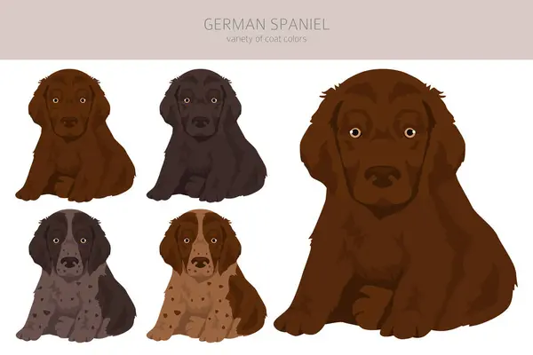 Alemán Spaniel Cachorro Clipart Distintas Poses Colores Del Abrigo Establecidos Vectores de stock libres de derechos