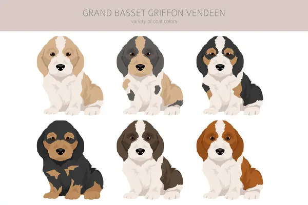 Grand Basset Griffon Vendeen Clipart Cachorro Poses Diferentes Conjunto Cores Ilustrações De Stock Royalty-Free