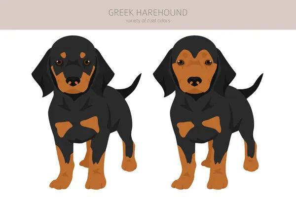 Yunan Harehound Köpek Yavrusu Tırnağı Farklı Ceket Renkleri Vektör Illüstrasyonu Telifsiz Stok Illüstrasyonlar