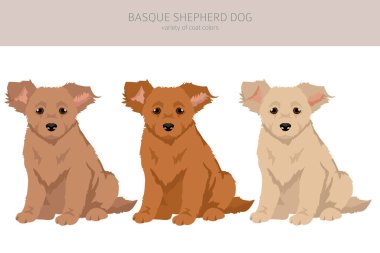 Bask çoban köpeği. Bütün renkler yavru köpek klipsleri. Farklı ceket renkleri ve pozlar. Vektör illüstrasyonu