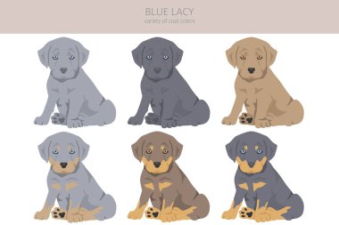 Blue Lacy köpek yavrusu klibi. Farklı ceket renkleri ve pozlar. Vektör illüstrasyonu