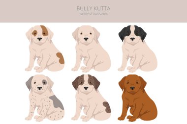 Bully Kutta puppy clipart. Different coat colors and poses set.  Vector illustration clipart