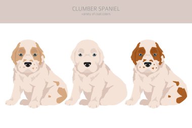 Clumber spaniel puppy clipart. Farklı pozlar, farklı renkler. Vektör illüstrasyonu