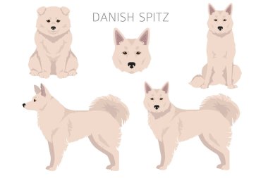 Danimarkalı Spitz Clipart. Farklı pozlar, farklı renkler. Vektör illüstrasyonu