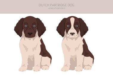 Hollanda kekliği köpek yavrusu kırpması. Farklı pozlar, farklı renkler. Vektör illüstrasyonu