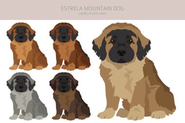 Estrela dağı köpek yavrusu klipsi. Farklı pozlar, farklı renkler. Vektör illüstrasyonu