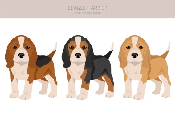 Beagle Harrier All Colours Puppy Clipart Different Coat Colors Poses Stock Vector