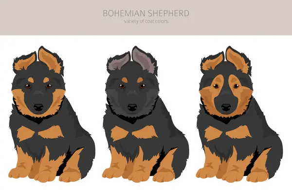 Bohemian Shepherd Hundewelpen Clipart Alle Fellfarben Eingestellt Unterschiedliche Position Alle Vektorgrafiken