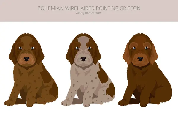 Bohemian Wirehaired Pointing Griffon Puppy Clipart Different Coat Colors Poses Royalty Free Stock Illustrations