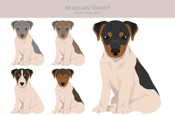 Brazilian Terrier Welpen Clipart Verschiedene Fellfarben Und Posen Eingestellt Vektorillustration Stockillustration