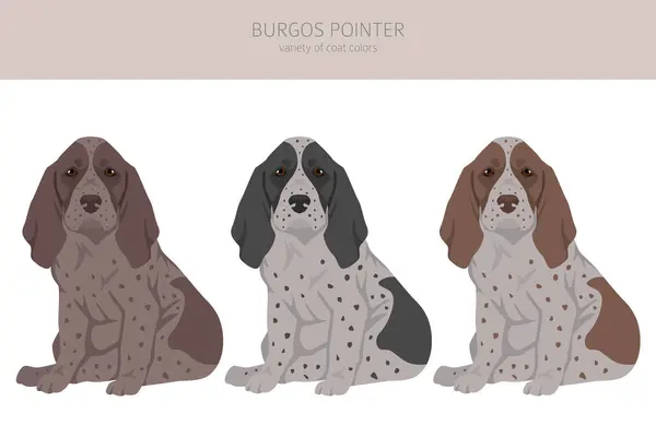 Burgos Pointer Welpen Cliparts Verschiedene Fellfarben Und Posen Eingestellt Vektorillustration Vektorgrafiken