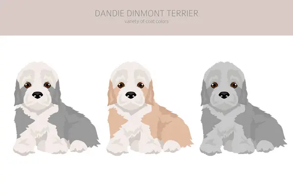 Dandie Dinmont Terrier Puppy Clipart Different Poses Coat Colors Set Stock Vector