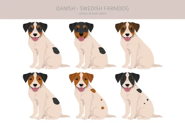 Danish Swedish Farmdog Puppy Clipart Different Poses Coat Colors Set Ліцензійні Стокові Вектори
