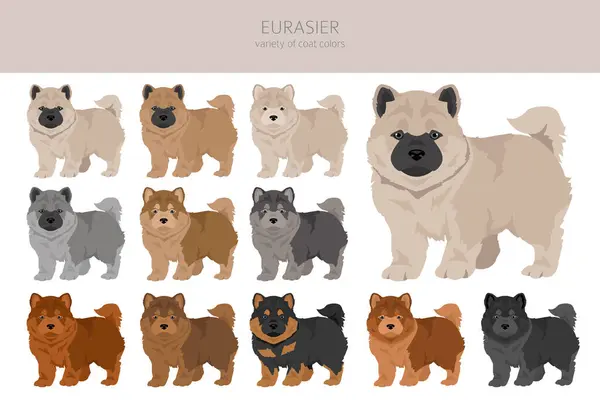 Eurasier Hundewelpen Clipart Verschiedene Posen Festgelegte Fellfarben Vektorillustration Stockvektor