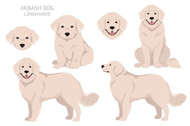 Akbash dog longhaired clipart. Different poses, coat colors set.  Vector illustration clipart