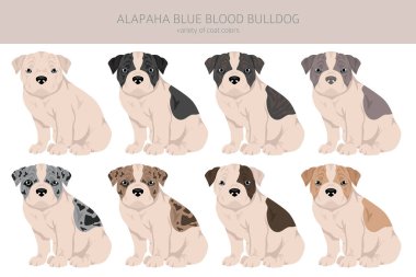 Alapaha Blue Blood Bulldog köpek yavrusu klipsi. Farklı pozlar, farklı renkler. Vektör illüstrasyonu