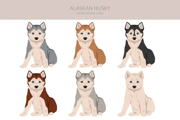 Alaskan Husky Puppy Clipart Different Poses Coat Colors Set Vector Vettoriali Stock Royalty Free