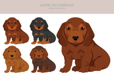 Alp Dachsbracke yavru köpek klipsi. Farklı pozlar, farklı renkler. Vektör illüstrasyonu