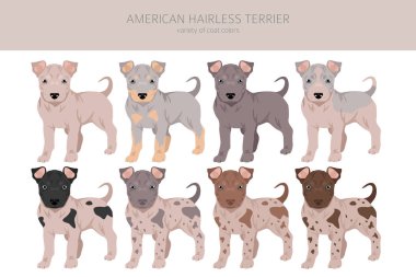 Amerikan tüysüz teriyer köpeği. Tüm renkler toplanıyor. Farklı ceket renkleri ve pozlar. Vektör illüstrasyonu