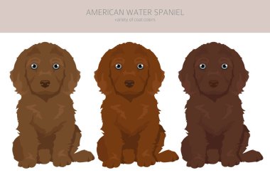 American water spaniel puppy all colours clipart. Different coat colors and poses set.  Vector illustration clipart