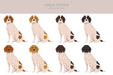 Ariege pointer clipart. Farklı pozlar, farklı renkler. vektör illüstrasyonu