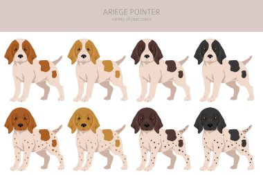 Ariege pointer clipart. Farklı pozlar, farklı renkler. vektör illüstrasyonu
