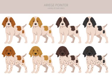 Ariege pointer clipart. Different poses, coat colors set. vector illustration clipart