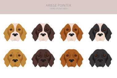 Ariege pointer clipart. Different poses, coat colors set. vector illustration