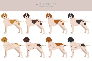 Ariege pointer clipart. Different poses, coat colors set. vector illustration