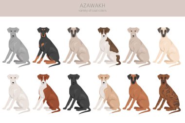 Azawakh bütün renkler toplanır. Farklı ceket renkleri ve pozlar. Vektör illüstrasyonu