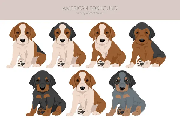 Amerikaanse Foxhound Puppy Alle Kleuren Clipart Verschillende Kleuren Jas Set Rechtenvrije Stockvectors