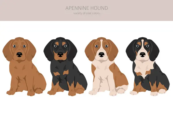 Apennine Hound Puppy Clipart Different Poses Coat Colors Set Vector Illustrazione Stock